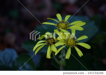Japanese-style flowers Japanese-style flowers 143158206