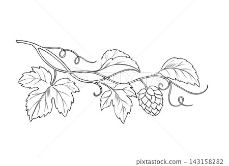 Hand-drawn black and white line art illustration of a hops branch with leaves and cone Hand-drawn black and white line art illustration of a hops branch with leaves and cone 143158282