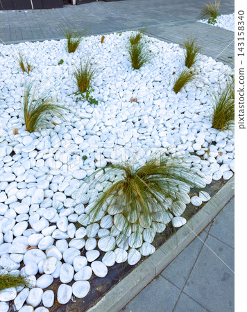 White stones and grass plants create an outdoor design in a public space with clean lines and organized layout 143158340