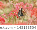 燕尾蝶從紅色花朵中吸食花蜜 143158504