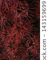 red spider lily 143159699