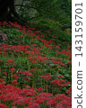 Cluster amaryllis in full bloom 143159701
