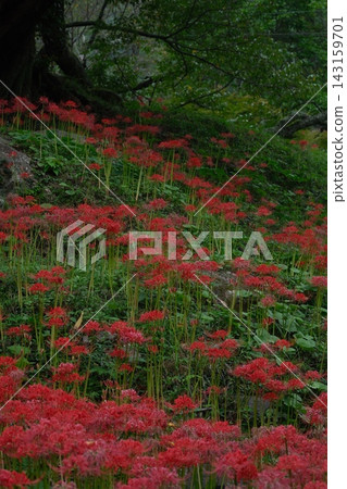 盛開的Higanbana 盛開的Higanbana 143159701