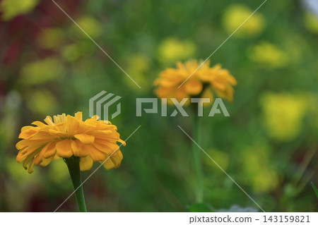 一朵經典的園藝花 一朵經典的園藝花 143159821