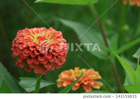 A classic gardening flower A classic gardening flower 143159833