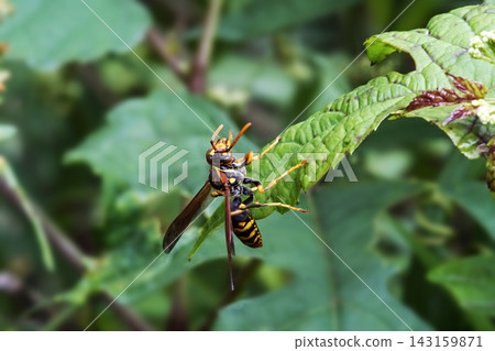 An orange paper wasp perched on a wild grape leaf in early summer, June. An orange paper wasp perched on a wild grape leaf in early summer, June. 143159871