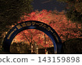 The autumn leaves of Mount Tsukuba, illuminated by lights, display vibrant red and orange hues. 143159898