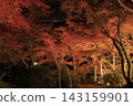 The autumn leaves of Mount Tsukuba, illuminated by lights, display vibrant red and orange hues. 143159901