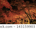 The autumn leaves of Mount Tsukuba, illuminated by lights, display vibrant red and orange hues. 143159903