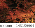 The autumn leaves of Mount Tsukuba, illuminated by lights, display vibrant red and orange hues. 143159904