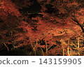 The autumn leaves of Mount Tsukuba, illuminated by lights, display vibrant red and orange hues. 143159905