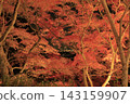 The autumn leaves of Mount Tsukuba, illuminated by lights, display vibrant red and orange hues. 143159907