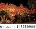 The autumn leaves of Mount Tsukuba, illuminated by lights, display vibrant red and orange hues. 143159909