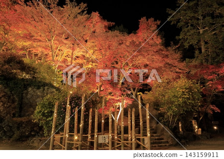 The autumn leaves of Mount Tsukuba, illuminated by lights, display vibrant red and orange hues. The autumn leaves of Mount Tsukuba, illuminated by lights, display vibrant red and orange hues. 143159911