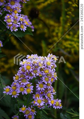 A pale purple flower that blooms during the full moon A pale purple flower that blooms during the full moon 143160220