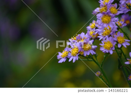 A pale purple flower that blooms during the full moon A pale purple flower that blooms during the full moon 143160221