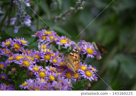 A pale purple flower that blooms during the full moon A pale purple flower that blooms during the full moon 143160225