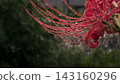 Spider lilies and raindrops after the rain (copy space) 143160296
