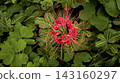 A view of spider lilies and lush green leaves from directly above. 143160297