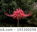 A single red spider lily, wet with rain. 143160298