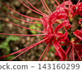Spider lilies on a rainy day: close-up of petals and raindrops. 143160299