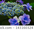 Hydrangea full bloom 143160324