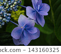 Blue hydrangea 143160325