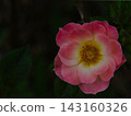 Pink flower up 143160326