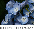 Blue hydrangea 143160327