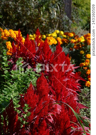 燃燒的火焰花 燃燒的火焰花 143160509