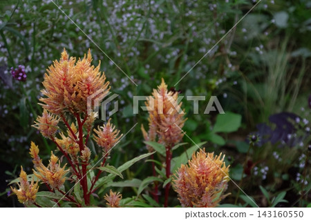 Burning flame flower Burning flame flower 143160550