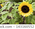 A single yellow sunflower, wet with rain. 143160552