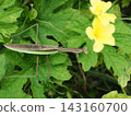 A praying mantis is motionless near a bitter melon flower (20260920115051) 143160700
