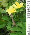 A praying mantis is motionless near a bitter melon flower (20260920115841) 143160701