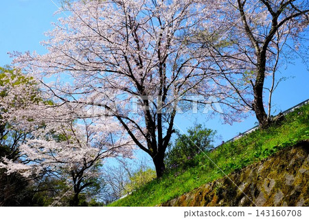 [Kanagawa Prefecture] Cherry blossoms blooming on the riverbank 143160708