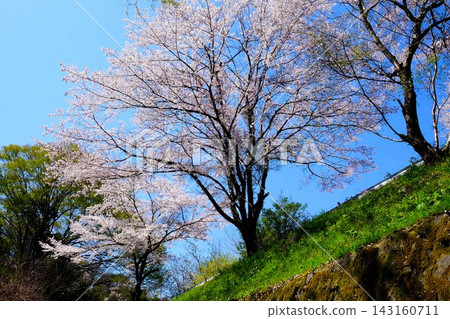 [Kanagawa Prefecture] Cherry blossoms in full bloom against a blue sky 143160711