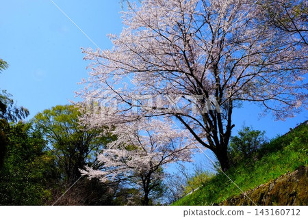 [Kanagawa Prefecture] Cherry blossoms in full bloom against a blue sky 143160712