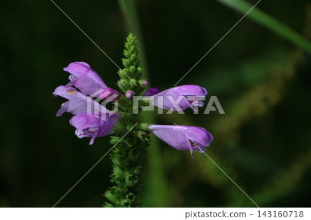 The shape of the flower spikes is reminiscent of a tiger's tail. The shape of the flower spikes is reminiscent of a tiger's tail. 143160718
