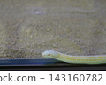 A white snake that brings good fortune 143160782