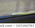 White snake crawling on the wall 143160783