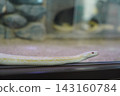 A striped snake crawling on the wall 143160784