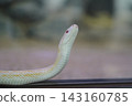Snake sticking out tongue 143160785