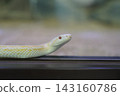 A snake clinging to the wall 143160786