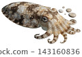 Realistic cuttlefish isolated on transparent background. 143160836