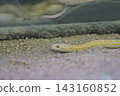 Striped snake 143160852