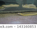 Striped snake 143160853