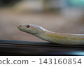 Tuna rolling snake 143160854
