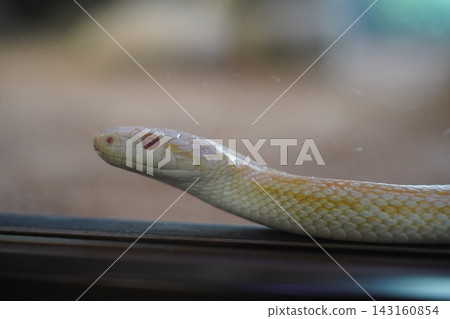 Tuna rolling snake Tuna rolling snake 143160854
