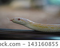 Tuna rolling snake 143160855