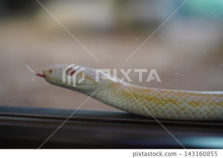 Tuna rolling snake Tuna rolling snake 143160855